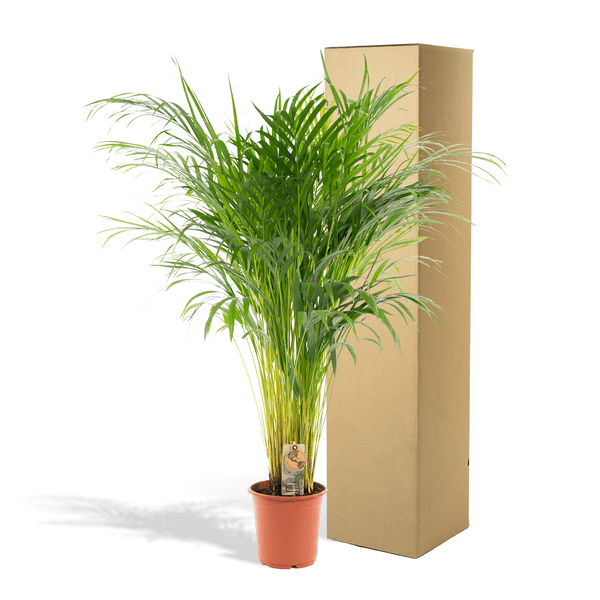 Areca palm - Ø21cm - ↕110cm - Bloomado