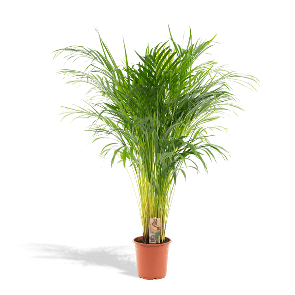 Areca palm - Ø21cm - ↕110cm - Bloomado