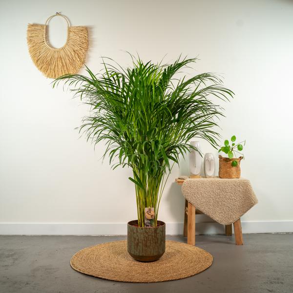 Areca palm - Ø21cm - ↕110cm - Bloomado