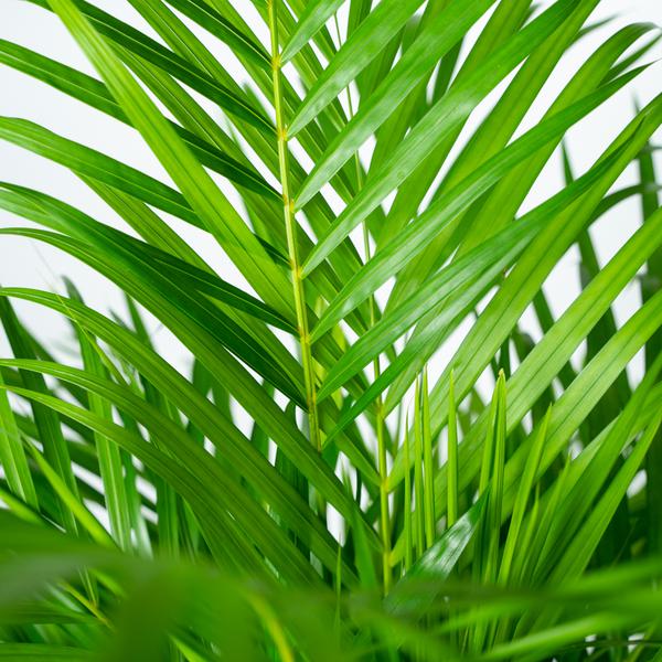 Areca palm - Ø21cm - ↕110cm - Bloomado