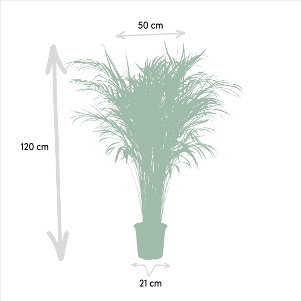 Areca palm - Ø21cm - ↕110cm - Bloomado