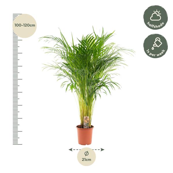 Areca palm - Ø21cm - ↕110cm - Bloomado