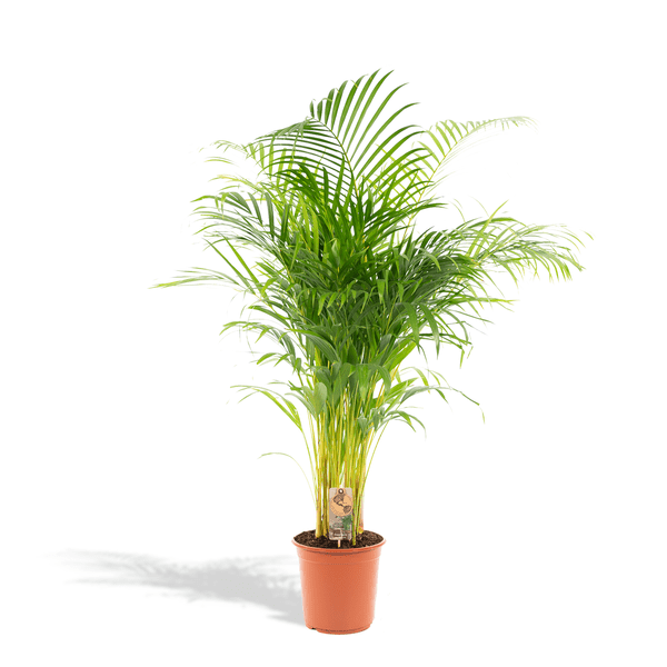 Areca palm - Ø24cm - ↕130cm - Bloomado