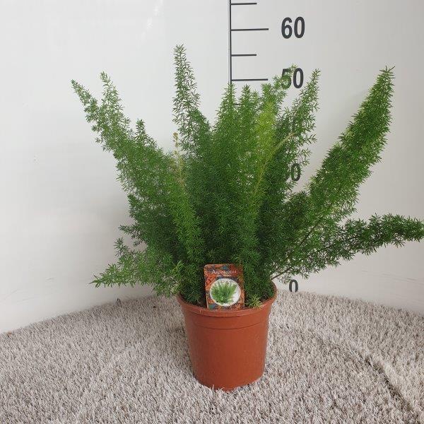 Asparagus D. Meyers - Ø17cm - ↕50cm - Bloomado