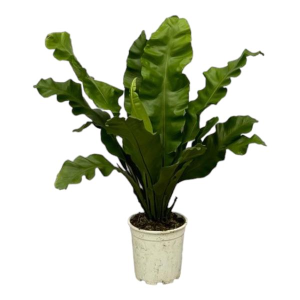 Asplenium Nidum - 80 cm - Ø21cm - Bloomado