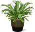 Asplenium Nidus Crissie - Ø17cm - ↕40cm + Erik Pot D18x15cm - Donker Groen - Bloomado
