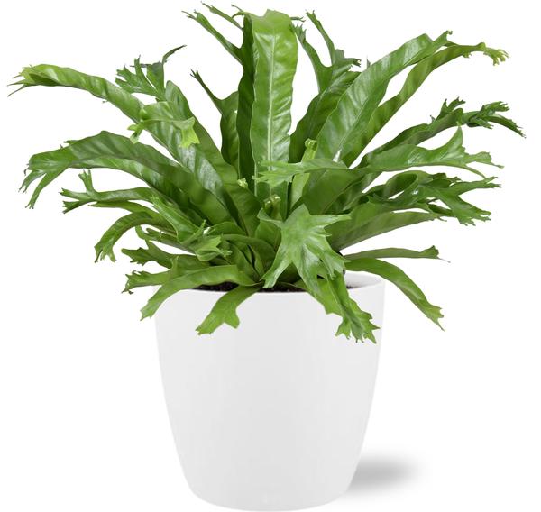 Asplenium Nidus Crissie - Ø17cm - ↕40cm + Pot Brussels D18x17cm - Wit - Bloomado
