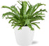 Asplenium Nidus Crissie - Ø17cm - ↕40cm + Pot Brussels D18x17cm - Wit - Bloomado