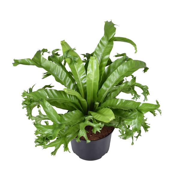 Asplenium Nidus Crissie - Ø23cm - ↕55cm - Bloomado