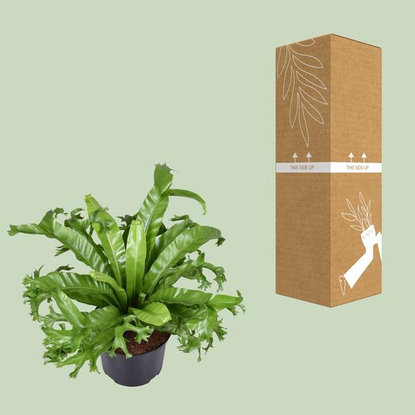 Asplenium Nidus Crissie - Ø23cm - ↕55cm - Bloomado