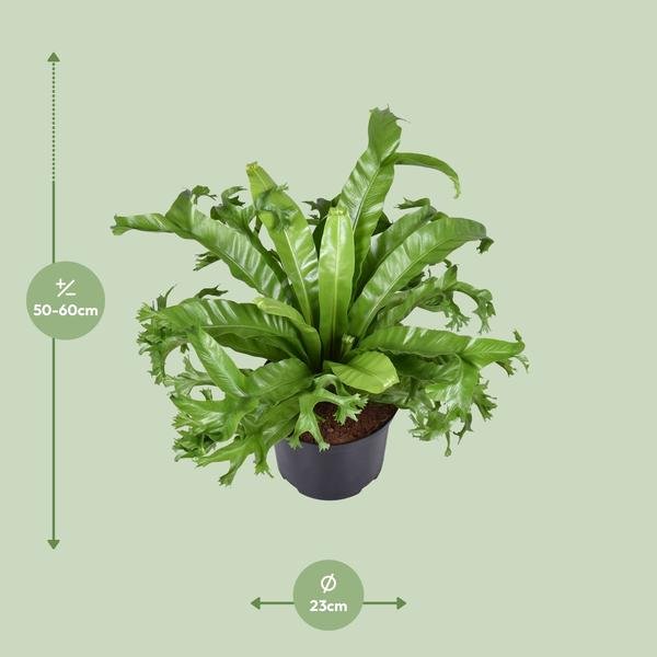 Asplenium Nidus Crissie - Ø23cm - ↕55cm - Bloomado