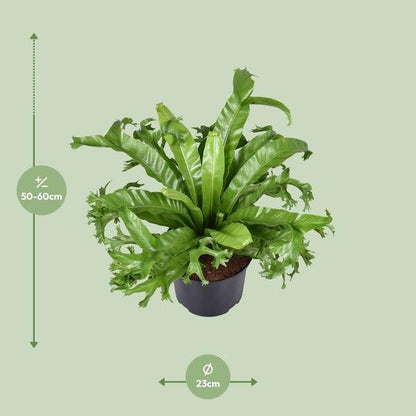 Asplenium Nidus Crissie - Ø23cm - ↕55cm - Bloomado