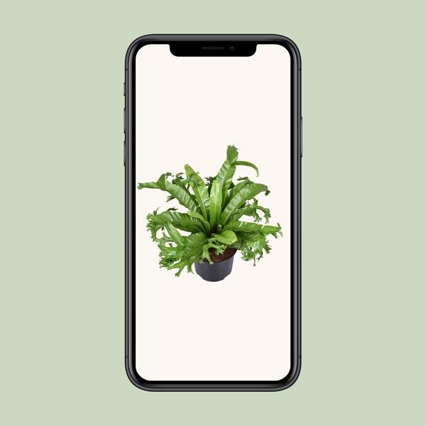 Asplenium Nidus Crissie - Ø23cm - ↕55cm - Bloomado