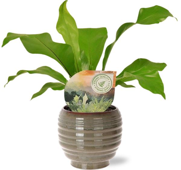 Asplenium Nidus - Ø12cm - ↕35cm + Dalmine Pot D13x11,5cm - Groen - Bloomado
