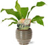 Asplenium Nidus - Ø12cm - ↕35cm + Dalmine Pot D13x11,5cm - Groen - Bloomado