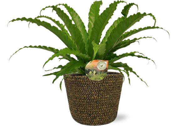 Asplenium Osaka - Ø17cm - ↕40cm + Selin Pot D18x16cm - Zwart - Bloomado