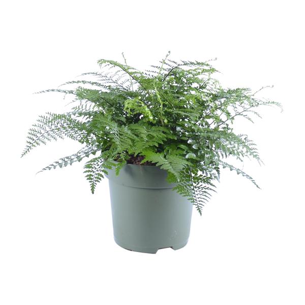 Asplenium Parvati - Ø27cm - ↕50cm - Bloomado
