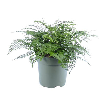 Asplenium Parvati - Ø27cm - ↕50cm - Bloomado