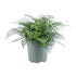 Asplenium Parvati - Ø27cm - ↕50cm - Bloomado