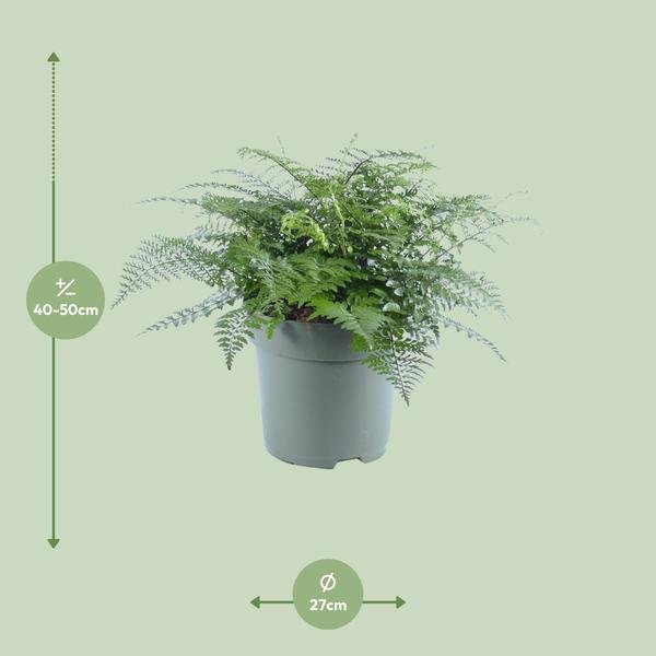 Asplenium Parvati - Ø27cm - ↕50cm - Bloomado