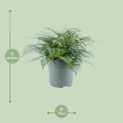 Asplenium Parvati - Ø27cm - ↕50cm - Bloomado