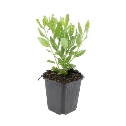Aster ageratoides &