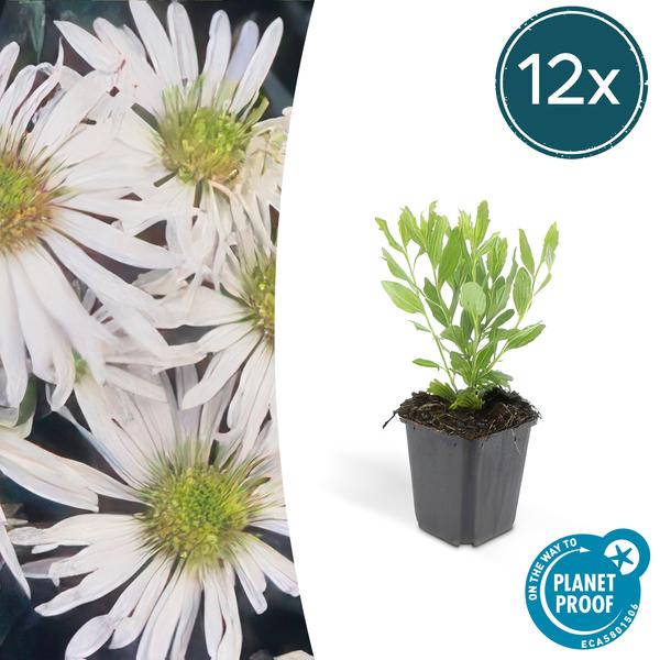 Aster ageratoides &
