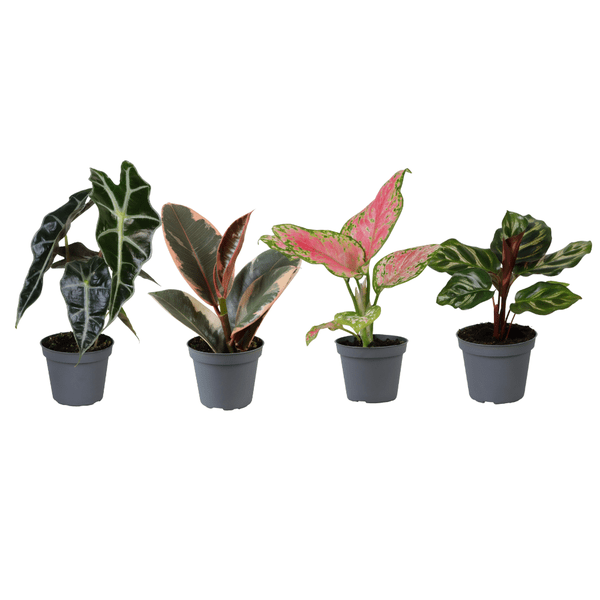 Baby Plantjes Verrassingsbox - Ø6cm - ↕12cm - x4 - Bloomado