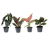 Baby Plantjes Verrassingsbox - Ø6cm - ↕12cm - x4 - Bloomado