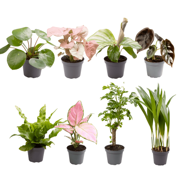 Baby Plantjes Verrassingsbox - Ø6cm - ↕12cm - x8 - Bloomado