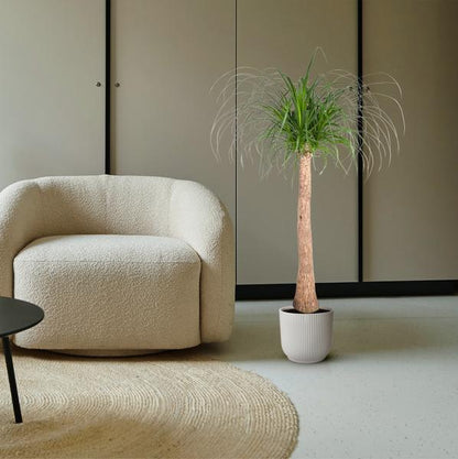 Beaucarnea stam - 120 cm - ø32 - Bloomado