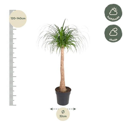 Beaucarnea stam - 120 cm - ø32 - Bloomado