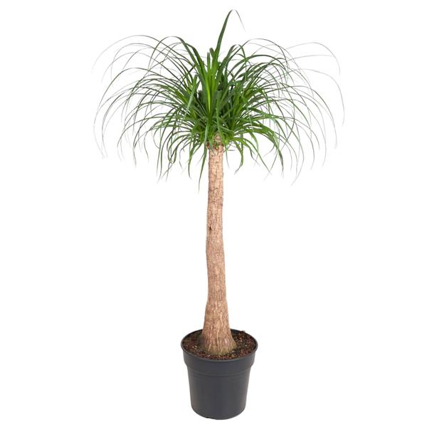 Beaucarnea stam - 120 cm - ø32 - Bloomado