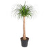 Beaucarnea stam - 120 cm - ø32 - Bloomado