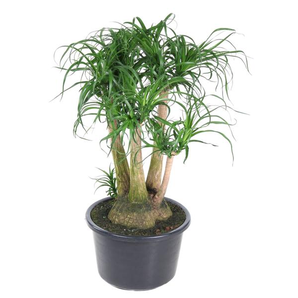 Beaucarnea vertakt - 110 cm - ø41 - Bloomado