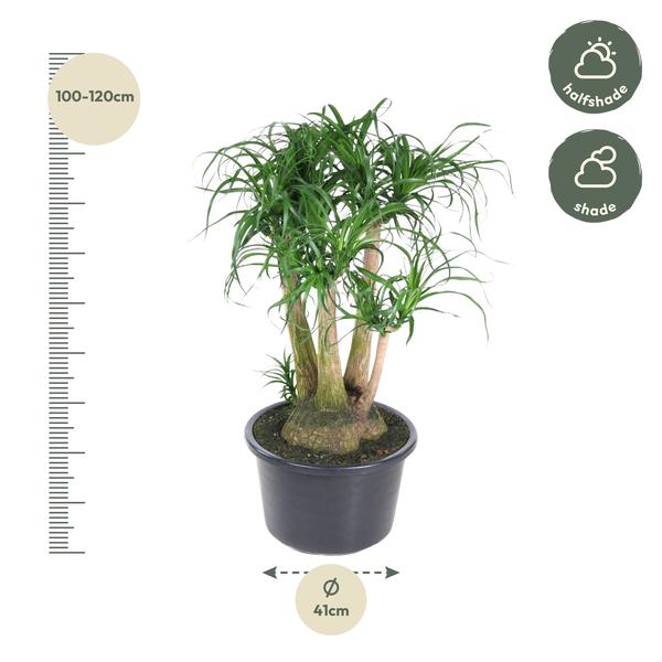 Beaucarnea vertakt - 110 cm - ø41 - Bloomado