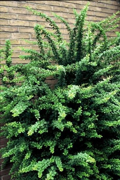Berberis thunbergii - ↕30 - 50cm - blote wortel - 75x - Bloomado
