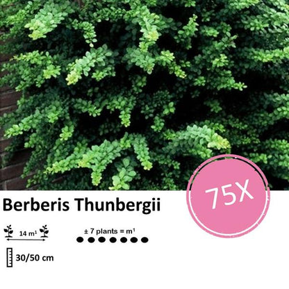 Berberis thunbergii - ↕30 - 50cm - blote wortel - 75x - Bloomado