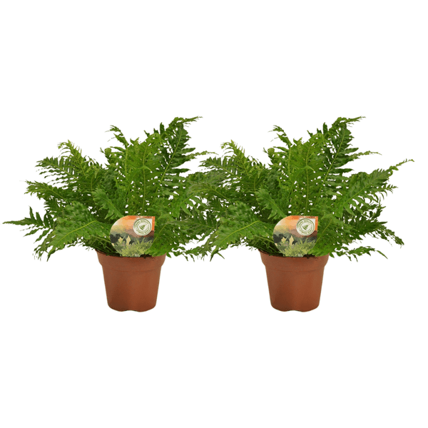 Blechnum Silver Lady - 2 stuks - Ø17cm - ↕50cm - Bloomado