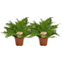 Blechnum Silver Lady - 2 stuks - Ø17cm - ↕50cm - Bloomado