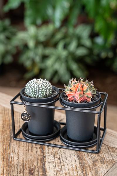 Cactus Duo In Design Frame - Bloomado