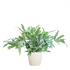 Phlebodium Aureum Blue Star met sierpot