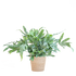 Phlebodium Aureum Blue Star met sierpot