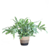 Phlebodium Aureum Blue Star met sierpot