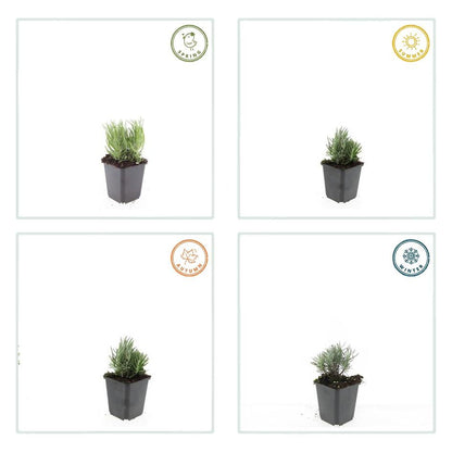 60x Lavandula ang. &