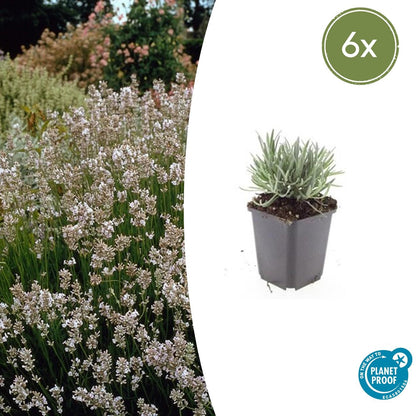 6x Lavandula int. &