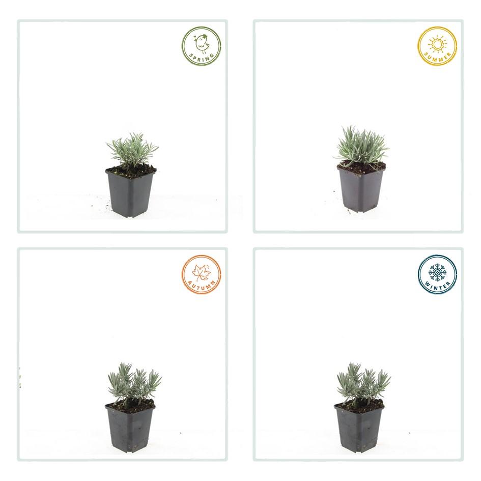 6x Lavandula int. &