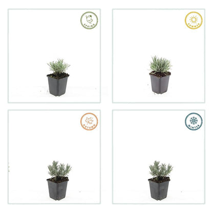 6x Lavandula int. &