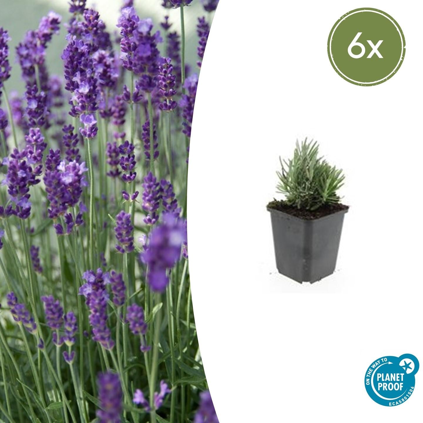 6x Lavandula ang. &