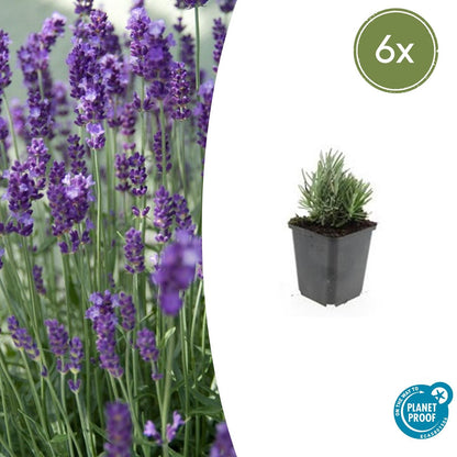 6x Lavandula ang. &